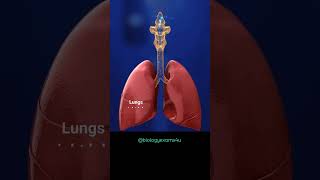 Respiratory System Animation  How air move through the Respiratory System [upl. by Leirza833]