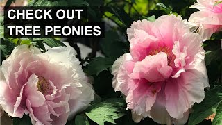 Love Peonies Why You Should Consider Tree Peonies 🌸 [upl. by Solahcin611]