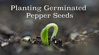 Planting Germinated Pepper Seeds [upl. by Henryk]