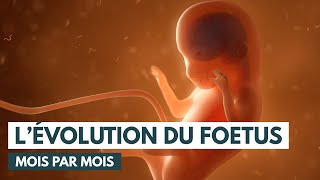 Le développement du fœtus  Évolution grossesse  Animation 3D [upl. by Ludly]