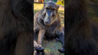 Cindy the baboon is looking very cute this evening🤗🥰💕 cuteanimal cindy love foryou [upl. by Aisenet]