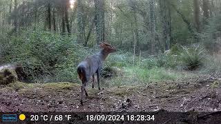 Muntjac Deer [upl. by Obrien585]