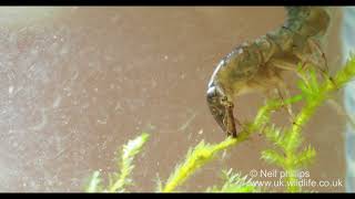 Aggressive diving beetle larva attacks a spoon [upl. by Anima]