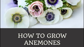 How to Grow Anemones Part 2 [upl. by Ecydnac425]