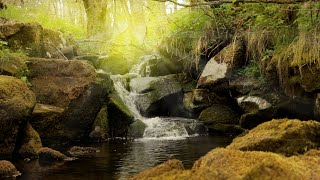 Ruhige Geräusche vom Fluss Wassergeräusche im Wald zum schlafen meditieren ausruhen  Stressabbau [upl. by Llarret]