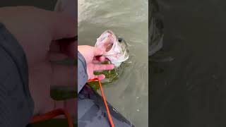 Releasing a largemouth bass in USA Lake Megabass fishing [upl. by Ettelliw]