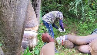 Snare made the Elephant suffer with deep cut wound sympathetic people were there to save his life [upl. by Ojaras]