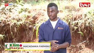 KILIMO DIARIES  Macadamia Farming [upl. by Uohk612]