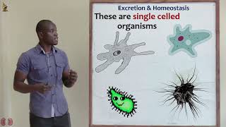 21 Excretion in Unicellular Organisms Biology Form 2 [upl. by Lelia]