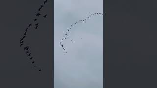 Pink Footed Geese Flying At Dawn In Late October birds avian nature [upl. by Attenohs]