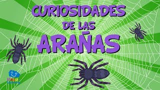 Cómo atrapar una araña [upl. by Dorelle]