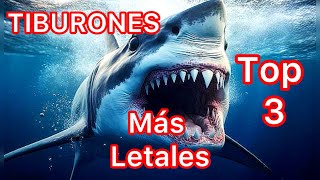 TOP 3 TIBURONES MÁS LETALES DE LA TIERRA [upl. by Nodal]