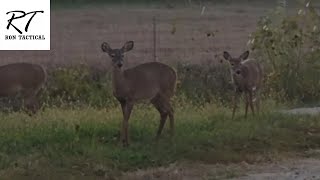 Deer crossing the driveway [upl. by Abagail]