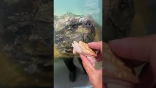 A 4cm yellowing alligator snapping turtle provokes a 52cm adult giant snapper [upl. by Esdras]