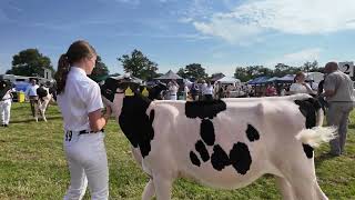 Nantwich Show 2024  Cattle  Sheep  Horses  Racing Pigeons [upl. by Lozar]