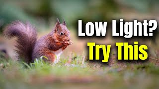 How To Photograph Wildlife In Low Light In 4 Minutes [upl. by Crotty]