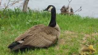 Hissing Mother Goose and Baby Canada Geese [upl. by Myrlene774]