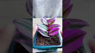 Beautiful planting flower in pot so easy plants flower flower garden plants diy [upl. by Jecon]