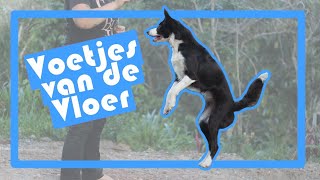 Hondentrucjes  Hoe leer je je hond recht in de lucht springen [upl. by Saber]