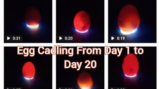 Egg Candling from day 1 to Day 20  Chicken Egg candling process [upl. by Jemimah984]