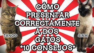 Cómo Presentar Correctamente a Dos Gatos 10 Consejos Reales Basados En Nuestra Propia Experiencia [upl. by Naor]