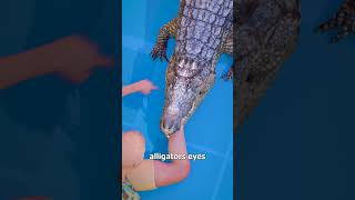 How To Escape An Alligator Death Roll 😨 [upl. by Wickner]