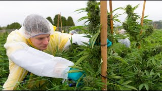 WeedMD harvesting 11 hectares of marijuana [upl. by Aiepoissac]