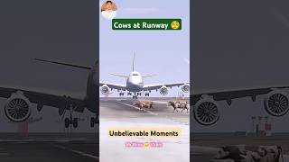 Unbelievable Moments  Airplane landing  Cows at Runway  Funny video  Funny Viral  Funny failure [upl. by Refanej]