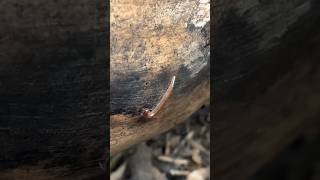 nature biodiversity millipedes scienceeducation wildlife ecology निसर्ग वातावरण ❤️😍🌍 [upl. by Pisarik310]