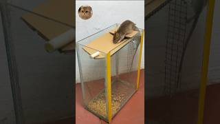 Best mouse Trap  rattrap mouse mousetrap catcher rat shorts [upl. by Tamarra405]