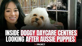 The Doggy Daycare Centres Looking After Aussie Puppies [upl. by Angle188]