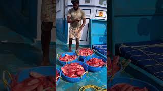 Mangalore boat 1st day we caught lot of unnimary fishes 👇 seafood fishing thenkadalmeenavan [upl. by Susejedairam769]