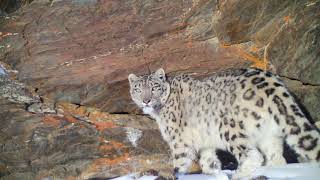 Rare Footage of Snow Leopard Roaring and Marking [upl. by Ahsemrac]