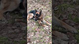 Glücklicher Schäferhund in Polen German Shepherd [upl. by Maleeny]