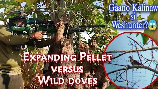 Expanding Pellet Versus Wild Doves  West Hunter Scope Gaano Kalinaw [upl. by Albemarle]