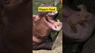 Hippocampus food youtubeshorts viralshort wildlife hippo ecology [upl. by Akihsal]