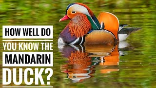 Mandarin duck  Description Characteristics and Facts [upl. by Etireuqram]