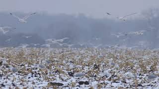 Ring billed Gull Flock Foraging over Cornfield [upl. by Namus]