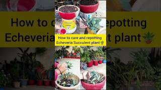 How to grow care and repot Echeveria Succulent plant🪴trendingshortsviralvideoyoutubeshorts [upl. by Aivuy]