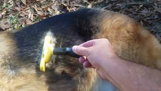 Does the Furminator Work on German Shepherd Dogs [upl. by Almond]