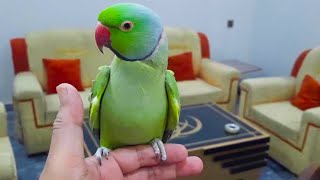 So Smart And Chatterbox Talking Parrot [upl. by Shurlock]