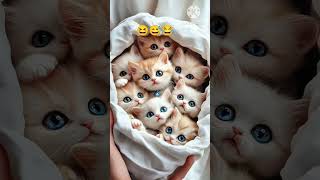 Cat sang music song rap arbindyadav 10ksubscribers newsong lyrics catvideos funny shortsvi [upl. by Gnex]