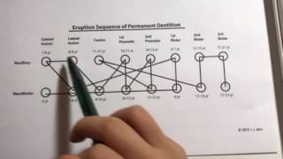 How to memorize the eruption sequence of permanent dentition in 7 minutes [upl. by Cristin]