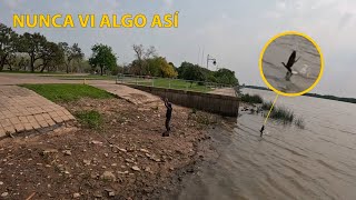 Un BIGUÁ intenta robarnos un PESCADO pesca pov [upl. by Winnie]