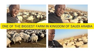 Huge Sheep Herding In Kingdom of Saudia Arabiasheep [upl. by Markowitz924]