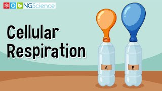 Cellular Respiration [upl. by Enymsaj]