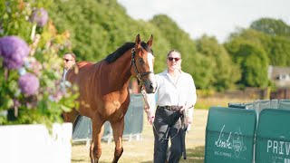 Goffs London Sale Review 2024 [upl. by Knick336]