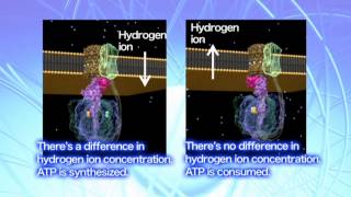 The regulatory mechanisms of ATP synthase [upl. by Potter858]