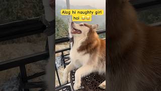 Bella ki naughtiness 😬😬doggoals doglover lovestatus shortvideo viralshort trending cute [upl. by Bobbe695]