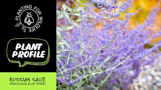 Plant profile  Russian Sage Perovskia Blue Spire  3 companion plants [upl. by Ad415]